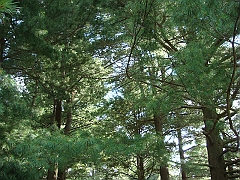 091 Longwood Gardens [2008 August 23]